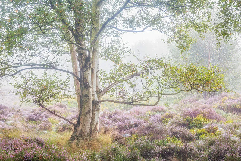 A green-leaved tree among heather