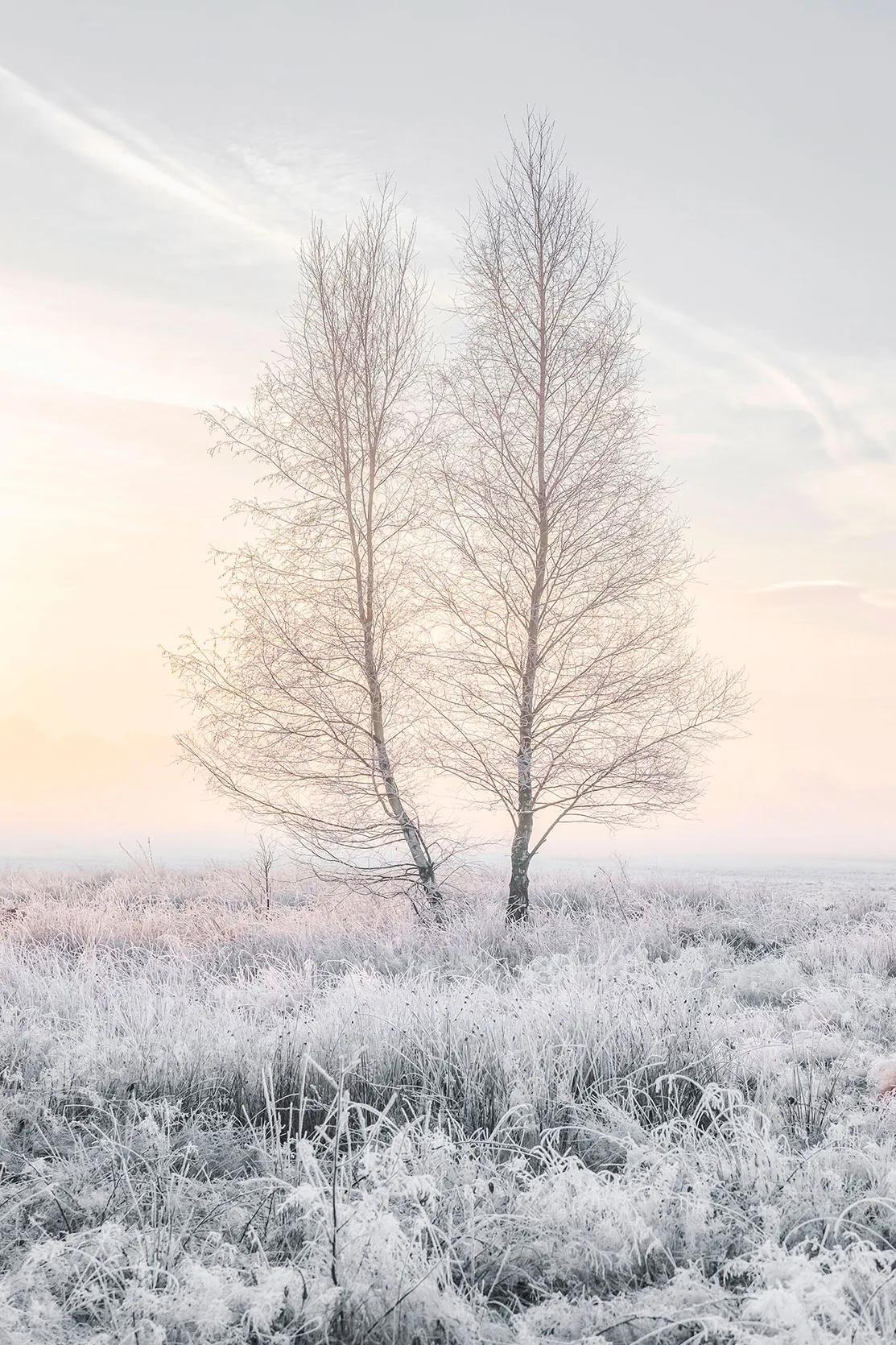 A bare tree in frost