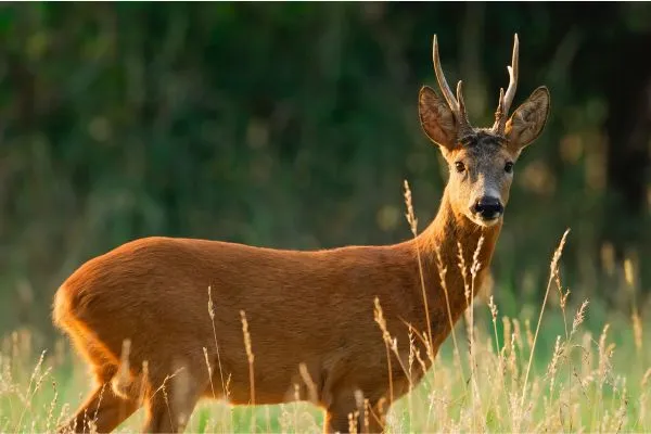 male roe deer buck deer antlers