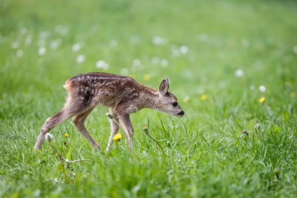 a young kid roe deer