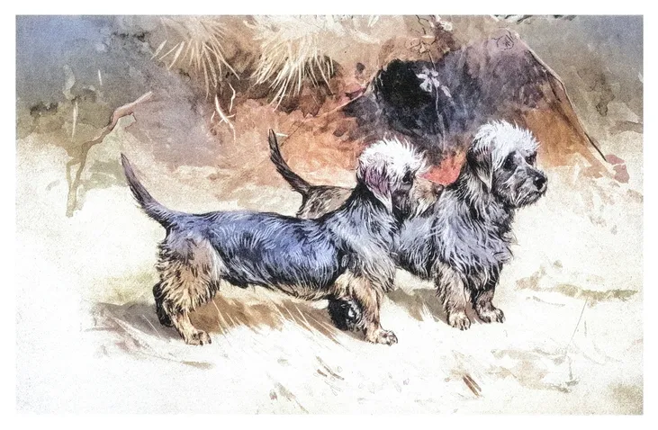 Old engraved illustration of the Dandie Dinmont terrier