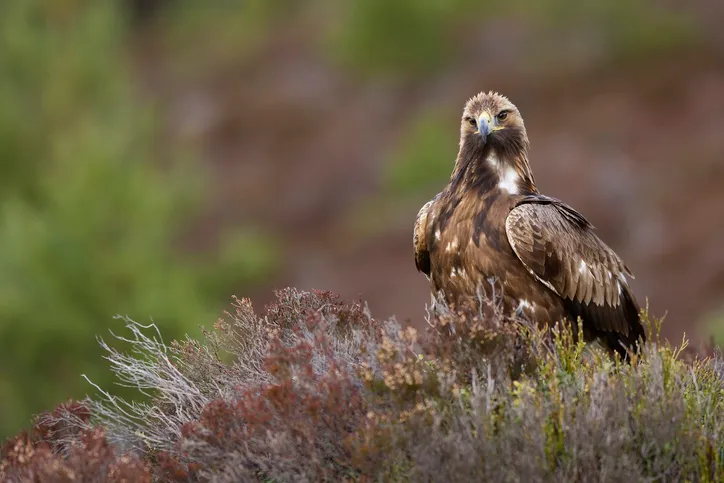 A golden eagle perched in a heather area