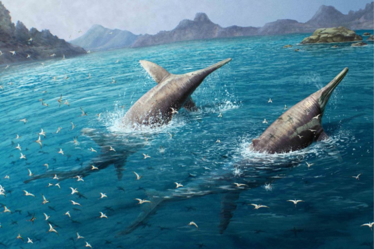 A Somerset schoolgirl has discovered what may be the largest marine reptile ever found