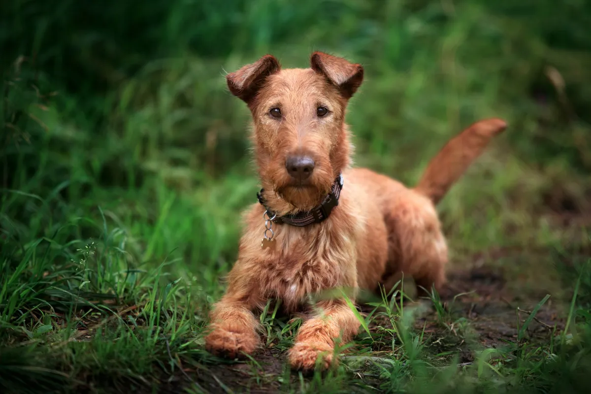 Irish terrier dog