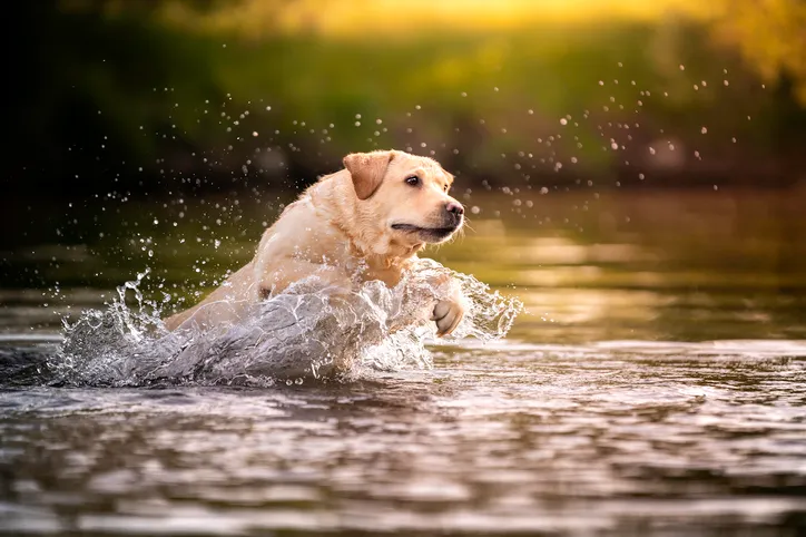 Labrador jumps in the water