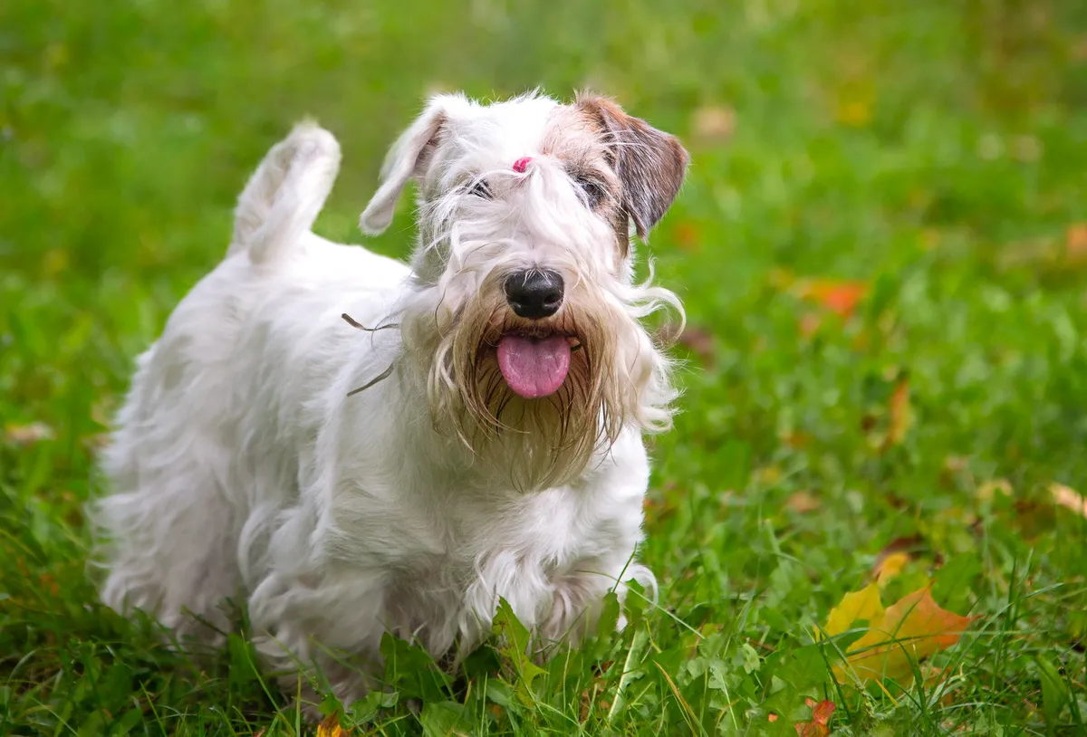 Sealyham terrier dog