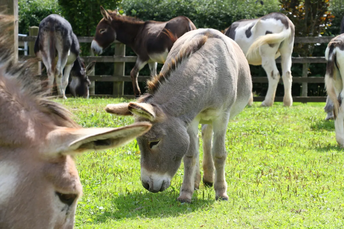 Do donkeys make good pets? What you need to know about keeping donkeys ...