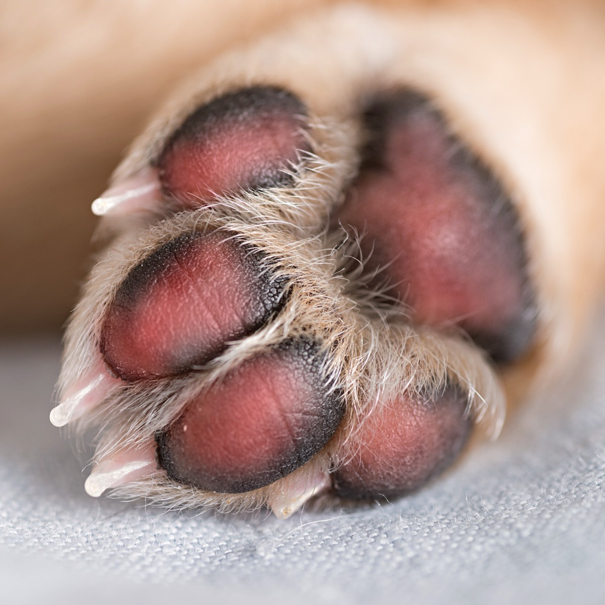 Vets warn hot ground burns pet paws Countryfile