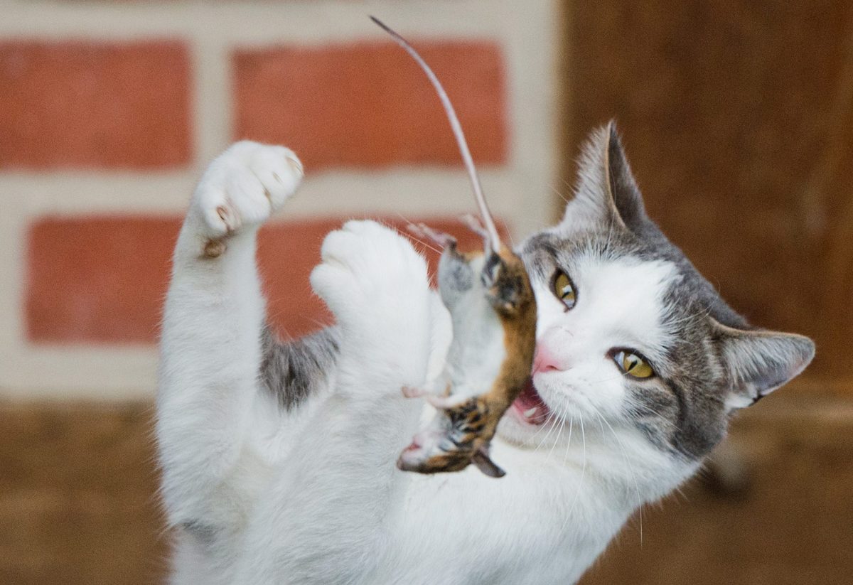 Cat Now Is it normal for cats to play with their prey? Vet nurse says it's not ...