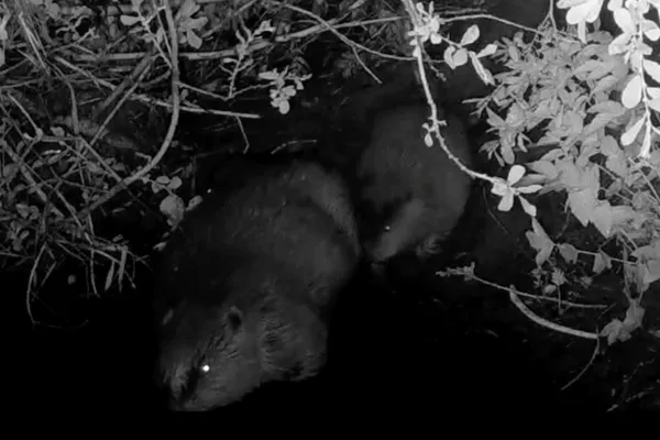 First beaver kit born in Northumberland for over 400 years ...