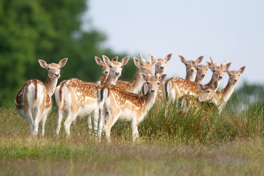Pin Fallow Deer On