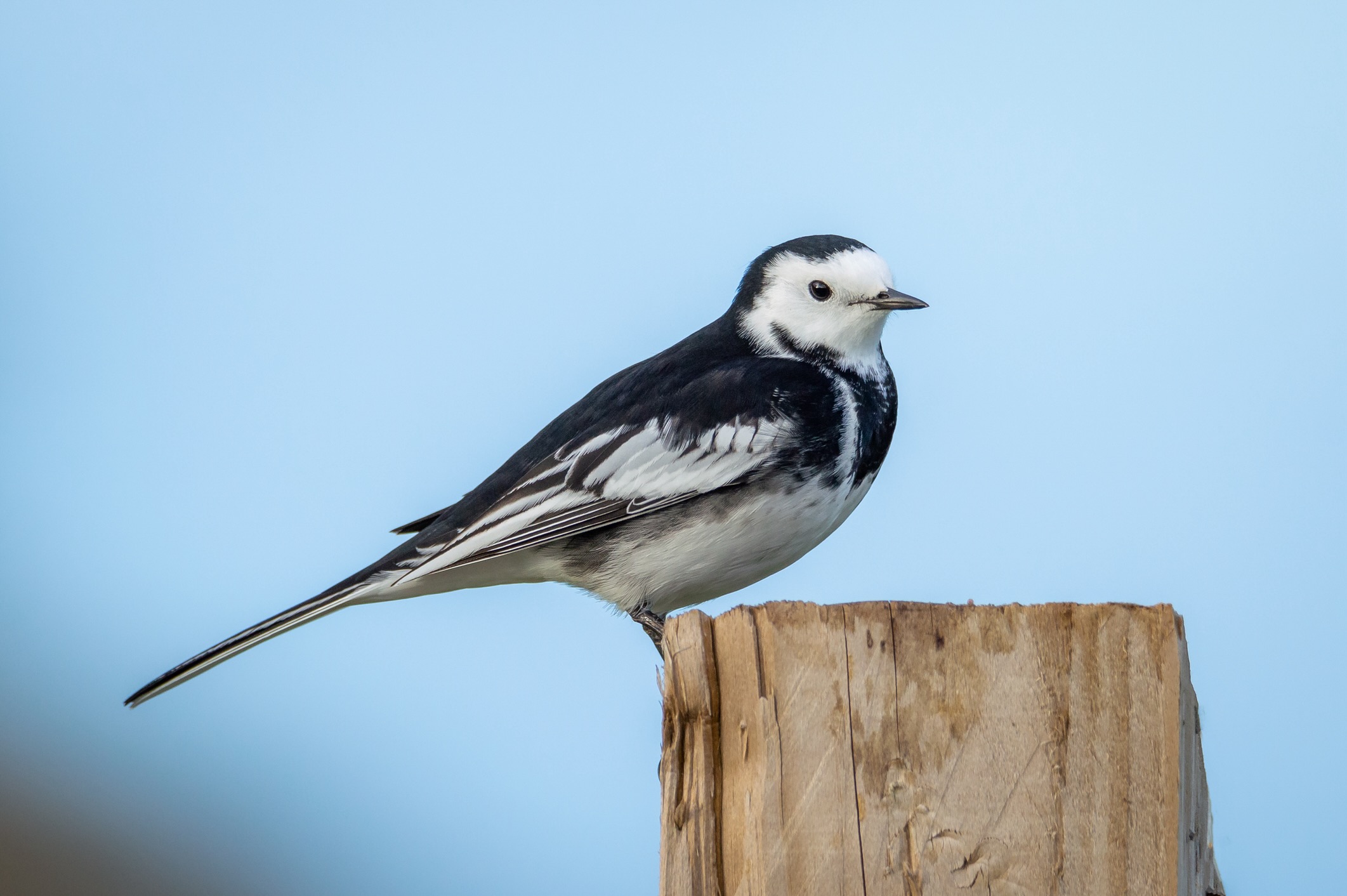 What Is A Pied Bird