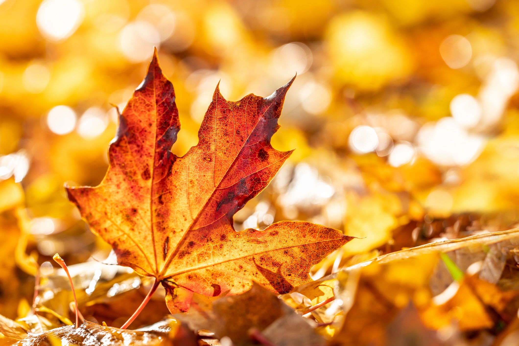 Autumn When does autumn begin? | The Week main image 4