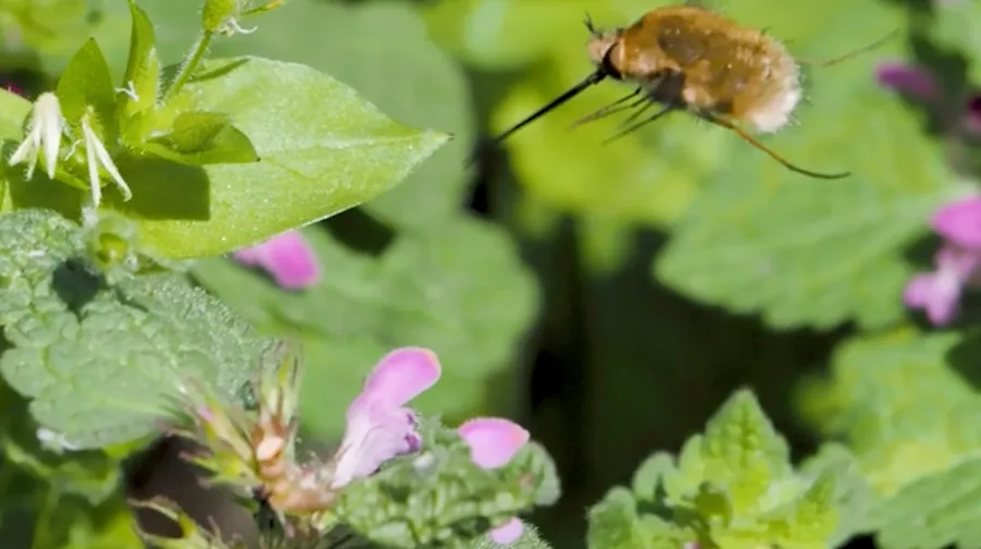 Boozy Bee Are these bees ‘flying under the influence’? Meet the boozy royal bees ...