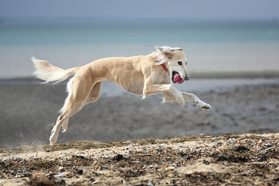 Faster than Usain Bolt: these are the 10 fastest dog breeds on the ...