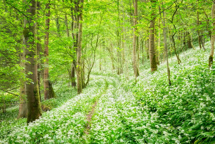 Spring Outside Uk Step into spring with 23 glorious UK trails at their blooming best ...