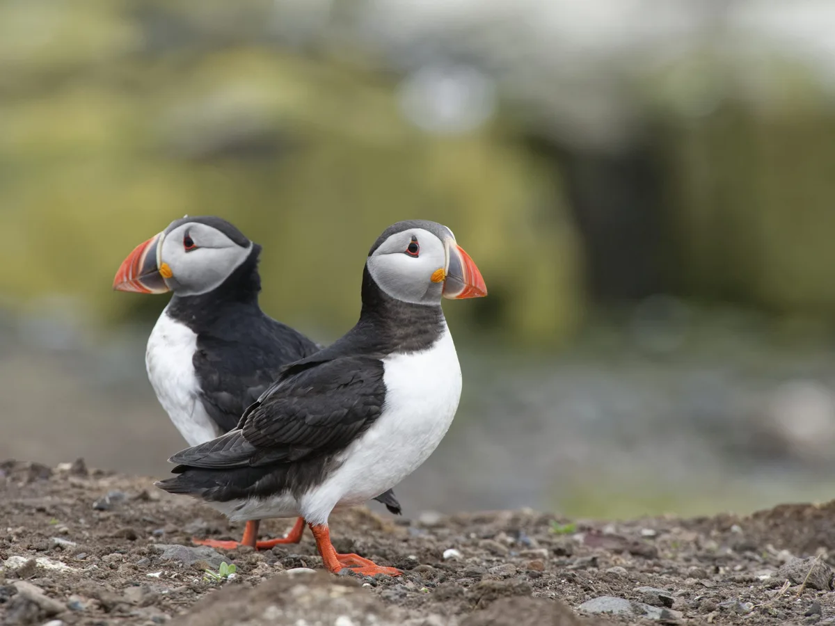 First puffins spotted back on the Farne Islands after spending the ...