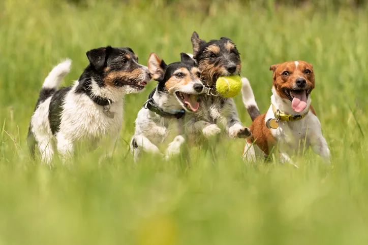 Popular Terriers Known for their feisty and playful nature, these top terrier breeds ...