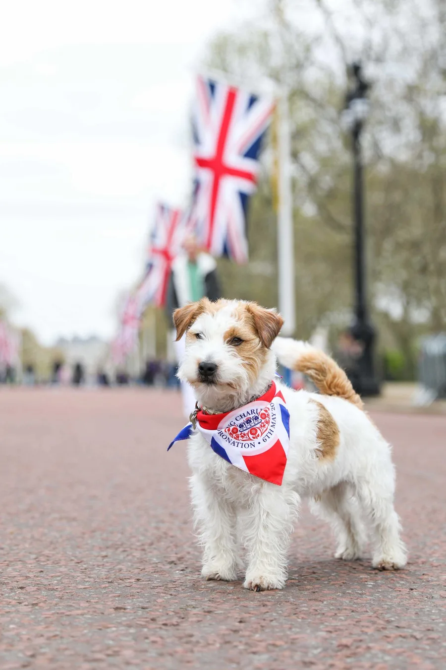 A new Royal favourite: how the Jack Russell Terrier has seen a surge in ...