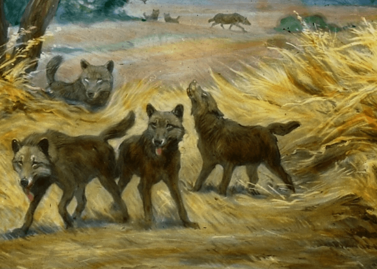 10 deadly prehistoric dogs that roamed the Earth millions of years ago ...