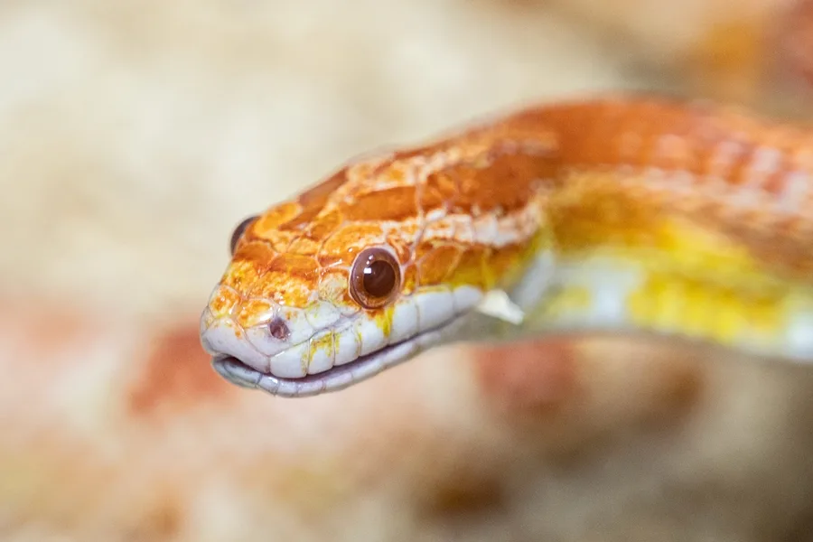 Straing Snake 'Python' found in London fish and chip shop – stray snake reports are ...