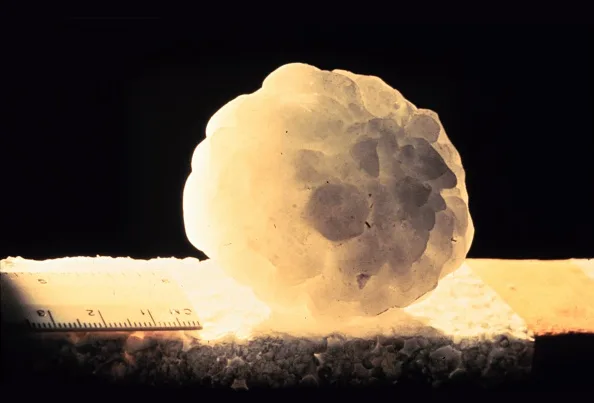 It weighed almost 1kg and was as big as a football – this is the ...