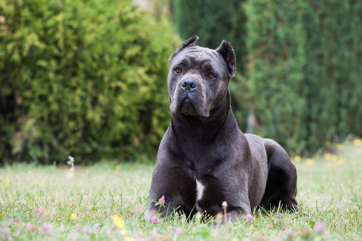 Could this powerful Italian guard dog be the next banned breed in ...