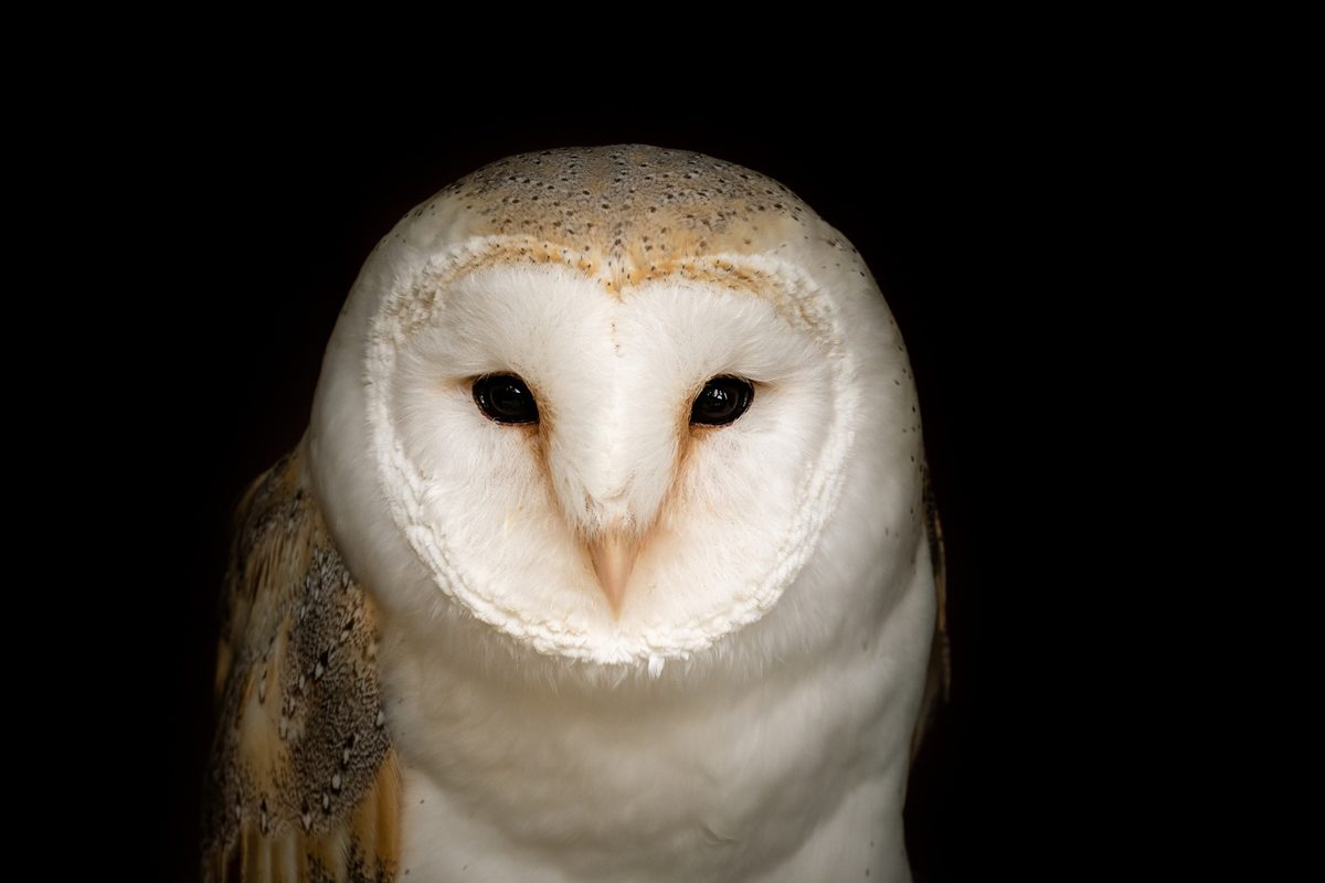 Night vision: The amazing ways animals hunt in the dark with pinpoint ...