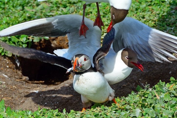 “He can’t stay down there for long.” A puffin needs to feed his hungry ...