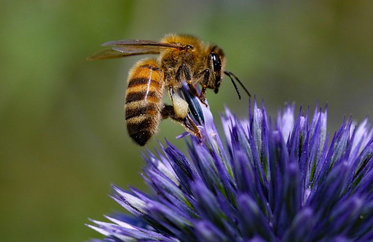Boozy Bee Are these bees ‘flying under the influence’? Meet the boozy royal bees ...