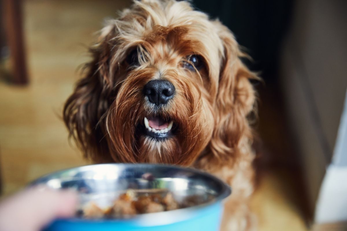 How to claim two free freshly cooked meals for your dog today ...