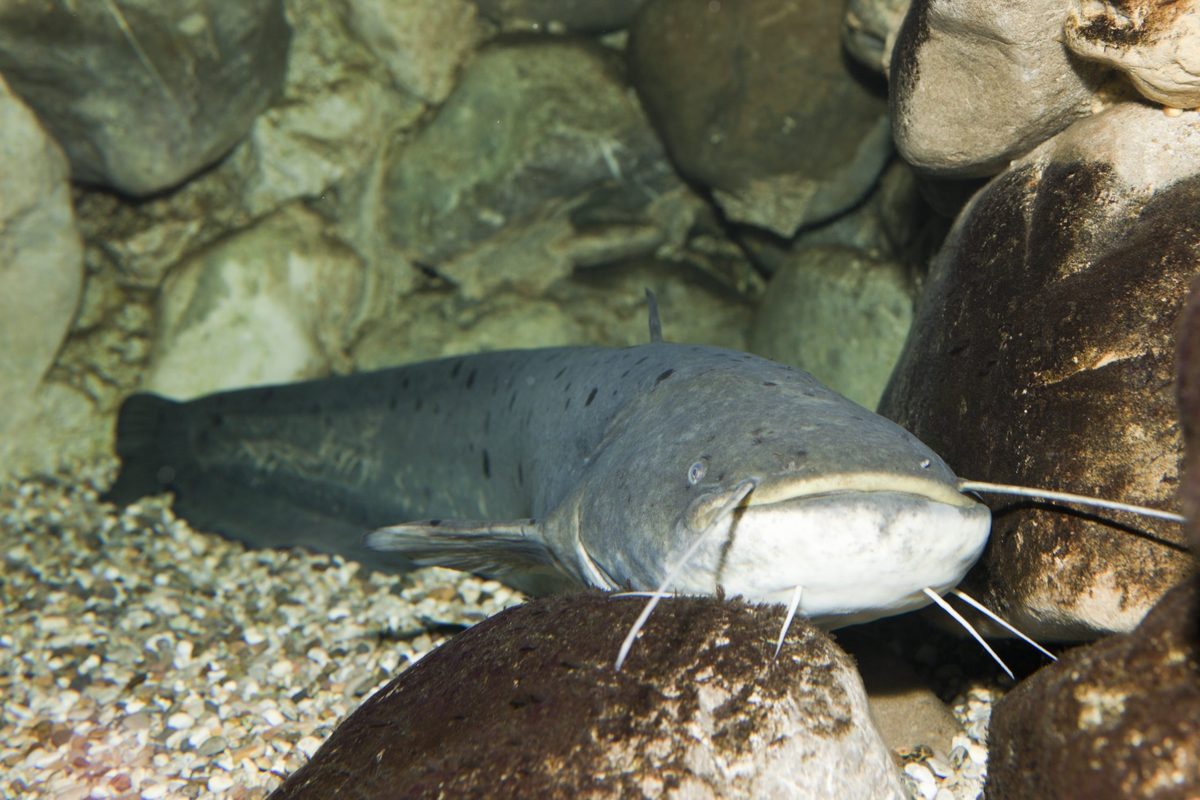 Discover the slug-like amphibian that swallows deer remains whole, is ...