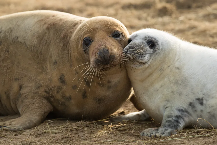 Shangle Pup This sofa-sized mammal dives to 300m depths and weighs the same as 100 ...