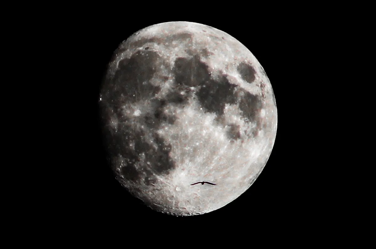 Seagull in front of Moon by Adam Cotterell, UK. Equipment: DSLR.