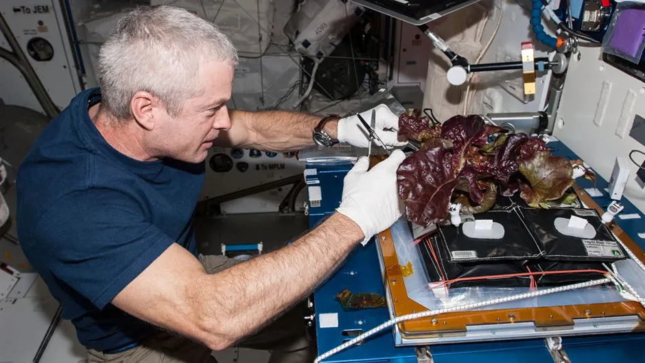 We can grow plant on the ISS, but what about the Moon? Here, NASA astronaut Steve Swanson harvests romaine lettuce as part of the Veg-01 experiment on the International Space Station. Image Credit: NASA
