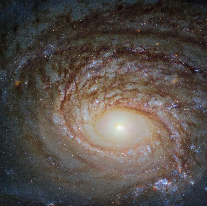 NGC 772 Hubble Space Telescope, 11 November 2019. Credit: ESA/Hubble & NASA, A. Seth et al.