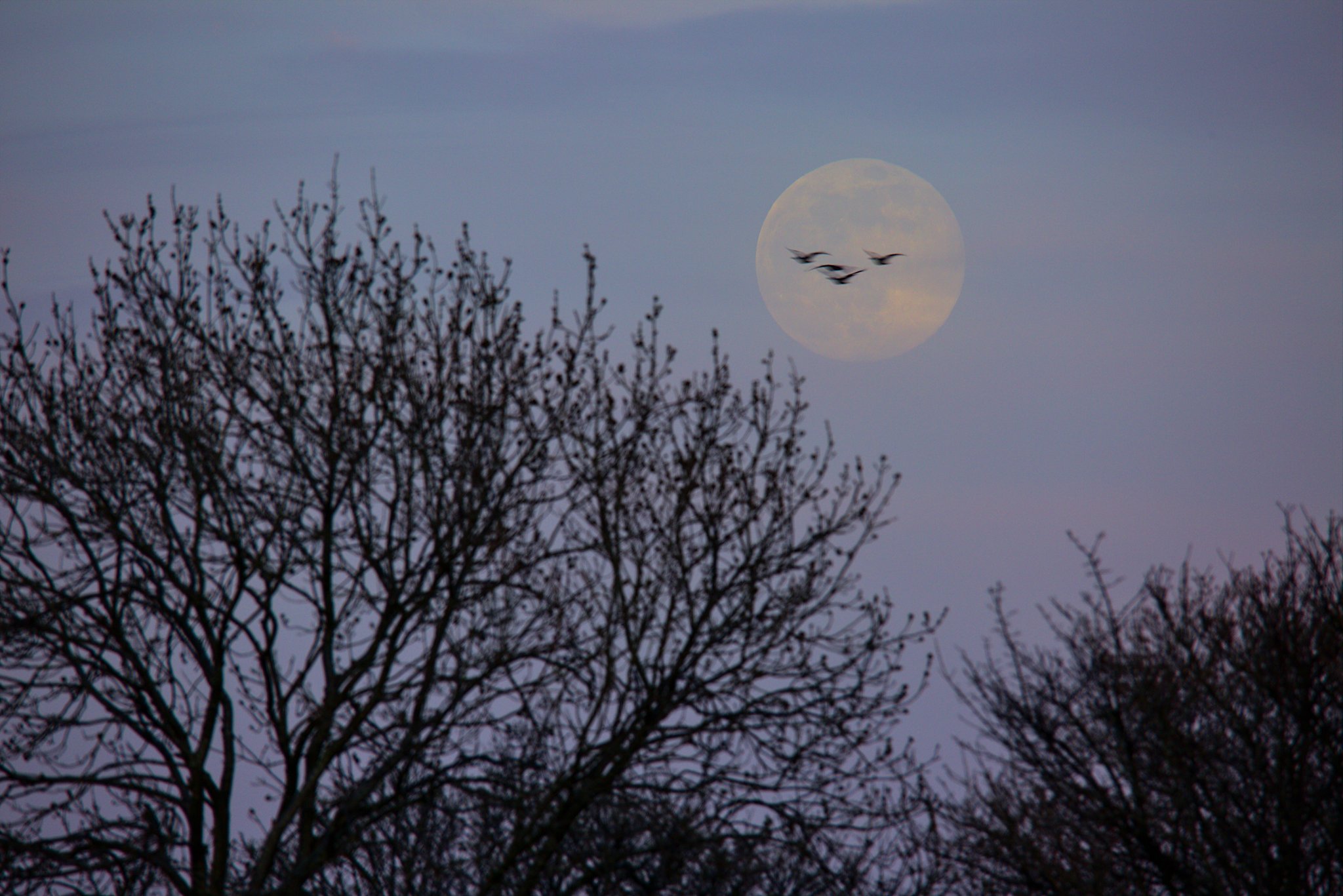 Daniel Tackley, Manchester, UK. Equipment: Canon EOS 5D MkIII DSLR camera, Sigma 60-600mm lens.