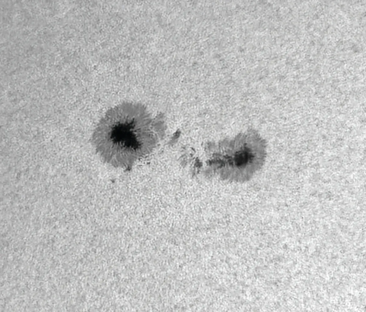 Sunspots as seen using a white-light filter; the dark centre is known as the umbra. Credit: Pete Lawrence