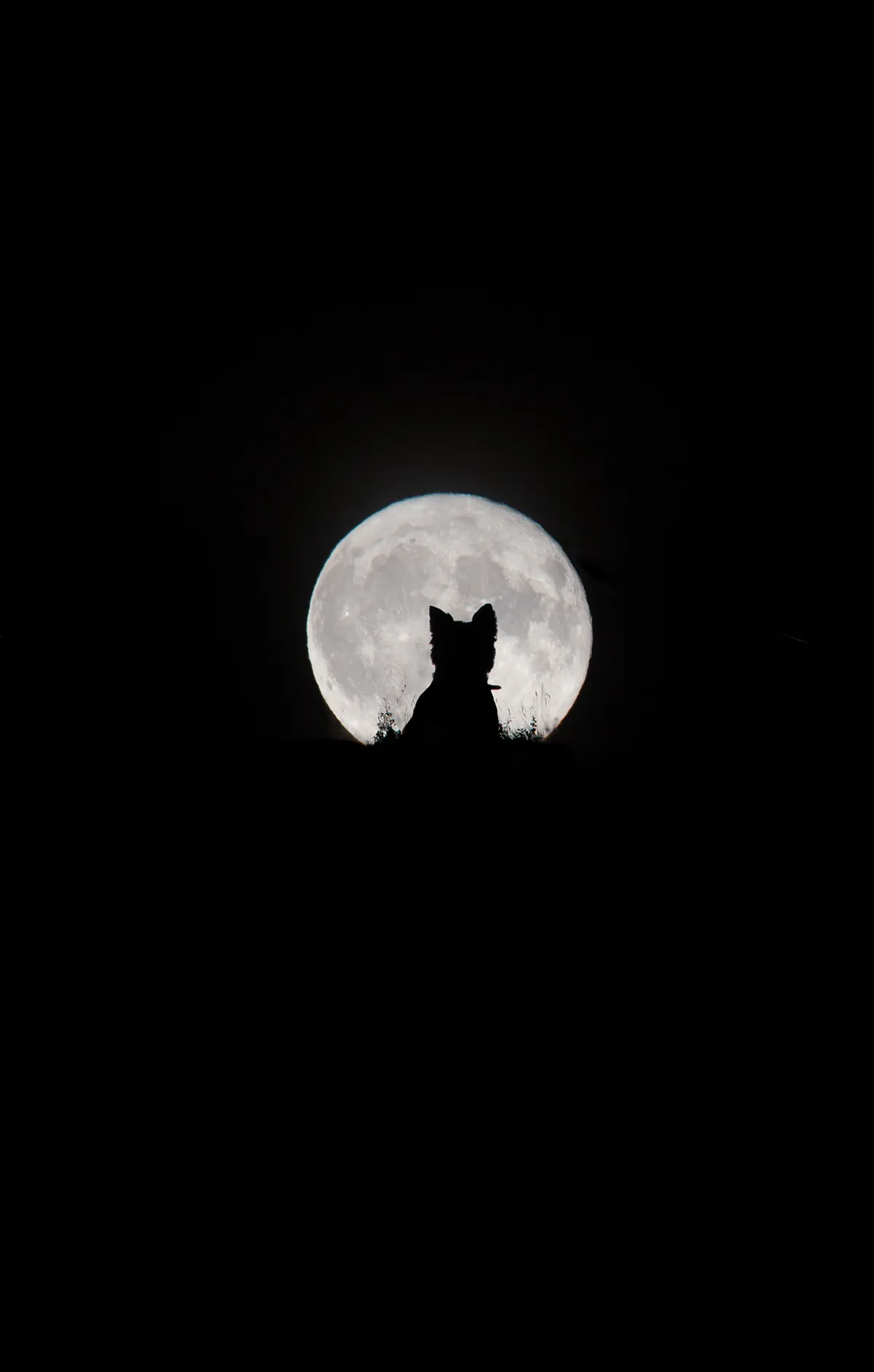 Big Moon, Little Werewolf Kirsty Paton (UK). Category: Our Moon. Equipment: Canon 6D camera, 600 mm f/13 lens, ISO 200, 1/30-second exposure
