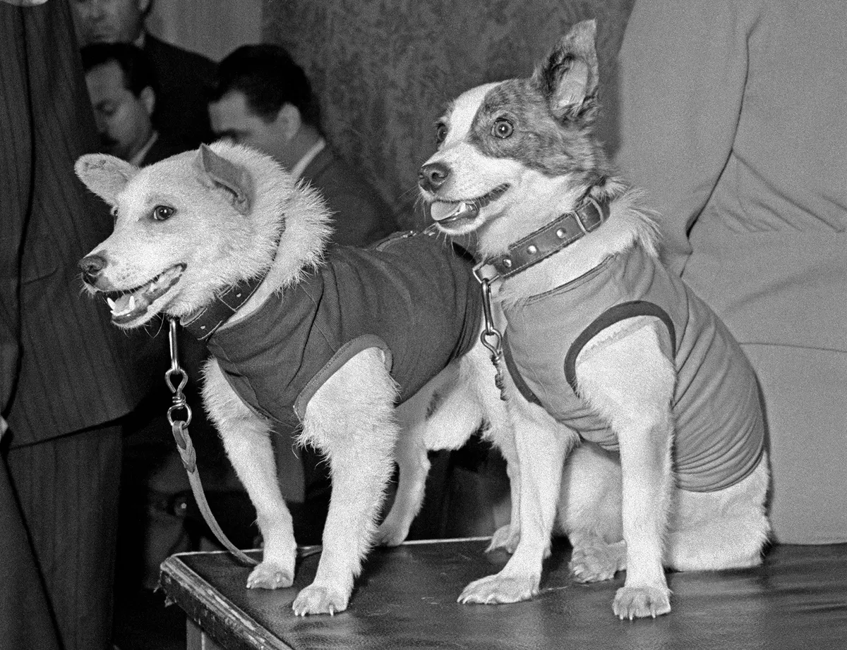 Belka and Strelka were the first (in pic), were the first dogs to survive spaceflight. Credit: ITAR-TASS / Sergei Preobrazhensky; Nikolai Sitnikov