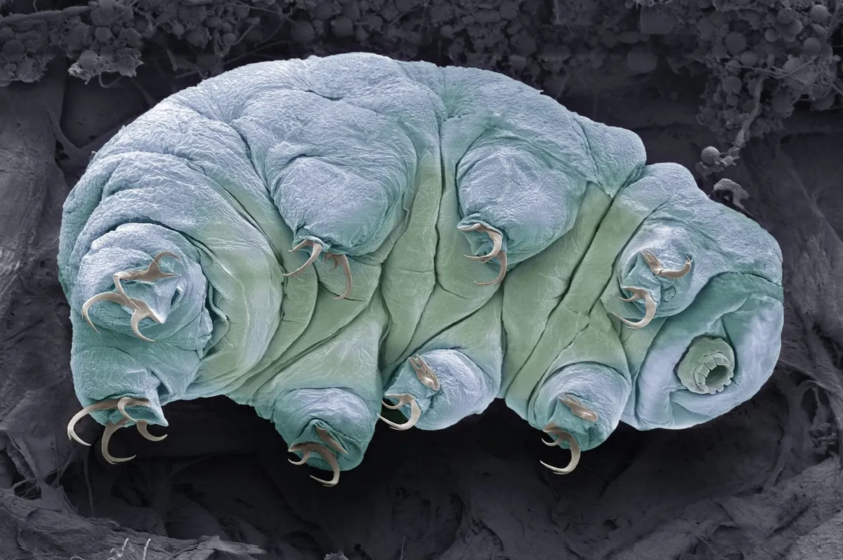 Tardigrades are known as extremophiles because of their ability to withstand extreme conditions. Credit: STEVE GSCHMEISSNER/SCIENCE PHOTO LIBRARY.