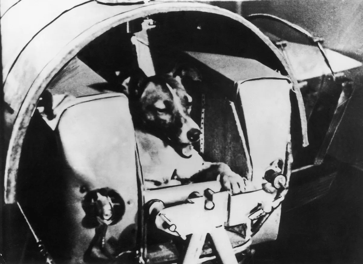 Laika the dog in her canine compartment in the Sputnik II spacecraft just before lift-off, 1957. Credit: Keystone-France/Gamma-Keystone via Getty Images.