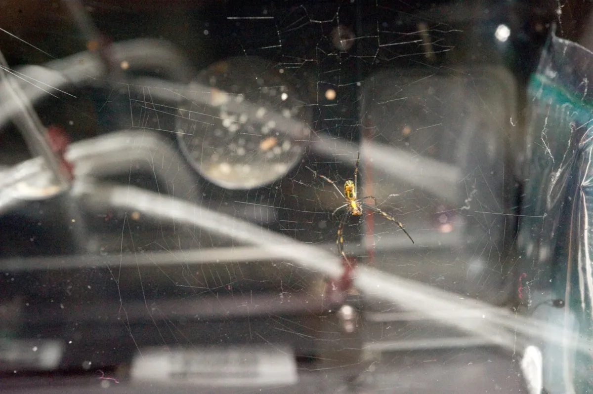 A golden orb spider spins a web in the Commercial Generic Bioprocessing Apparatus Science Insert-05 habitat on the International Space Station. Credit: NASA