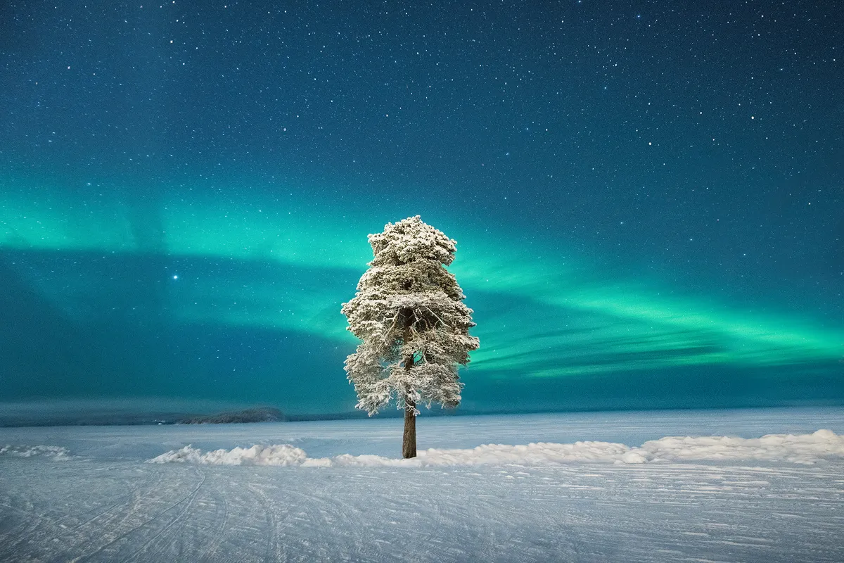 Lone Tree under a Scandinavian Aurora Tom Archer (UK). Runner up, Aurorae. Equipment: Nikon D850 camera, 15 mm lans.