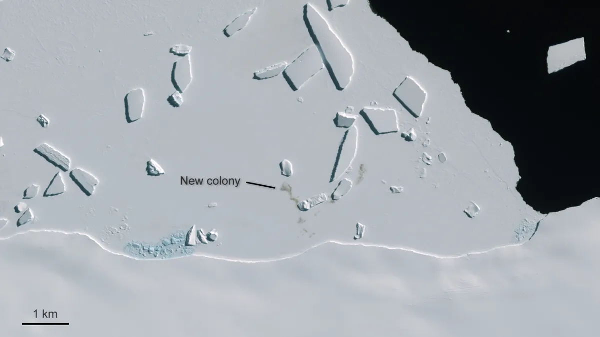 A penguin colony near Cape Gates, imaged by the Copernicus Sentinel-2 mission on 7 November 2016. Contains modified Copernicus Sentinel data (2016), processed by ESA, CC BY-SA 3.0 IGO