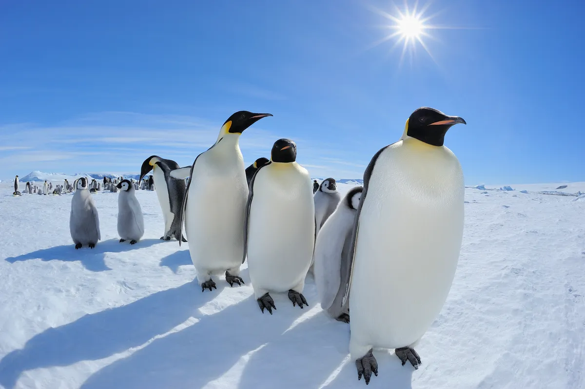 Emperor penguins with chicks on the Antartic Peninsula. Credit: Raimund Linke / Getty Images
