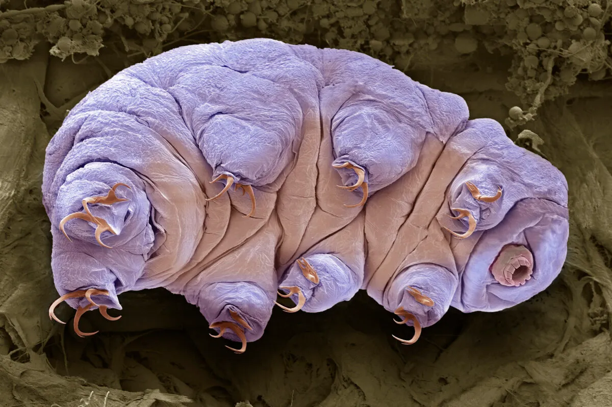 Tardigrades or ‘water bears’ are tiny organisms famed for being able to survive in the harshest conditions, even space Credit: Steve Gschmeissner/Science Photo Library