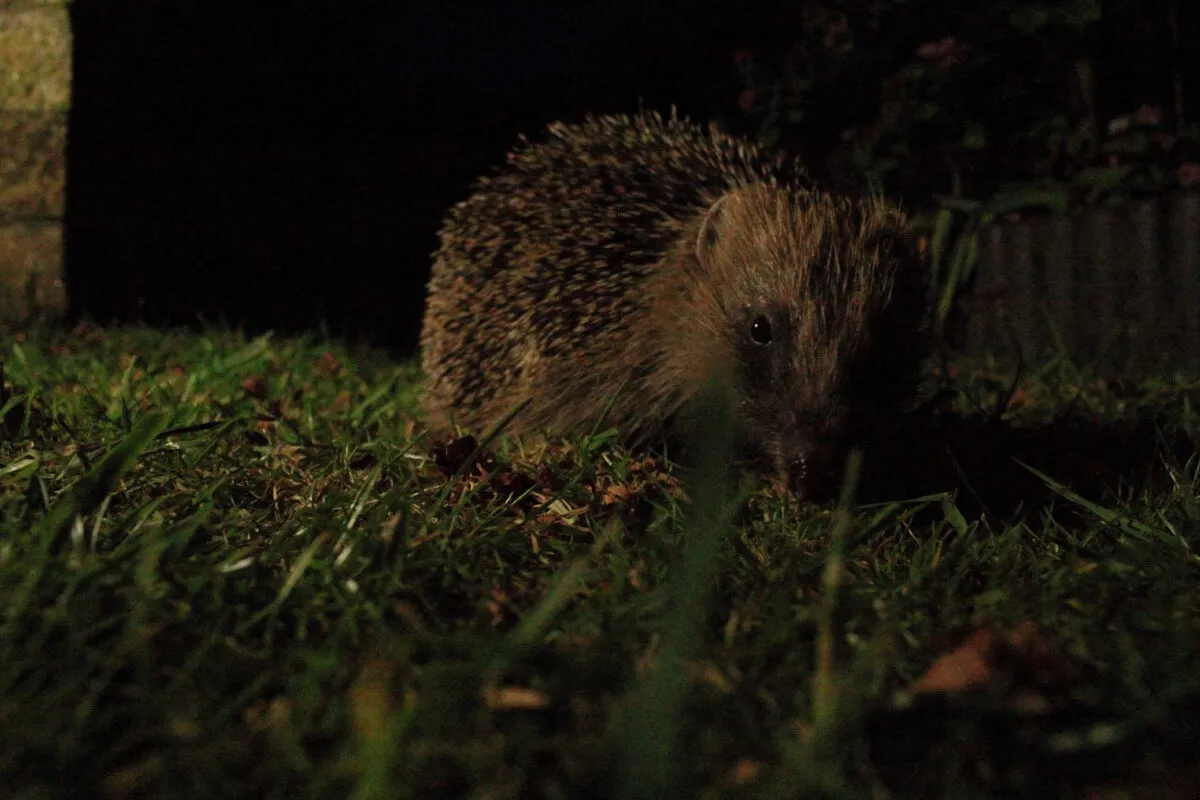 Photo of a hedgehog on a grass lawn at night.