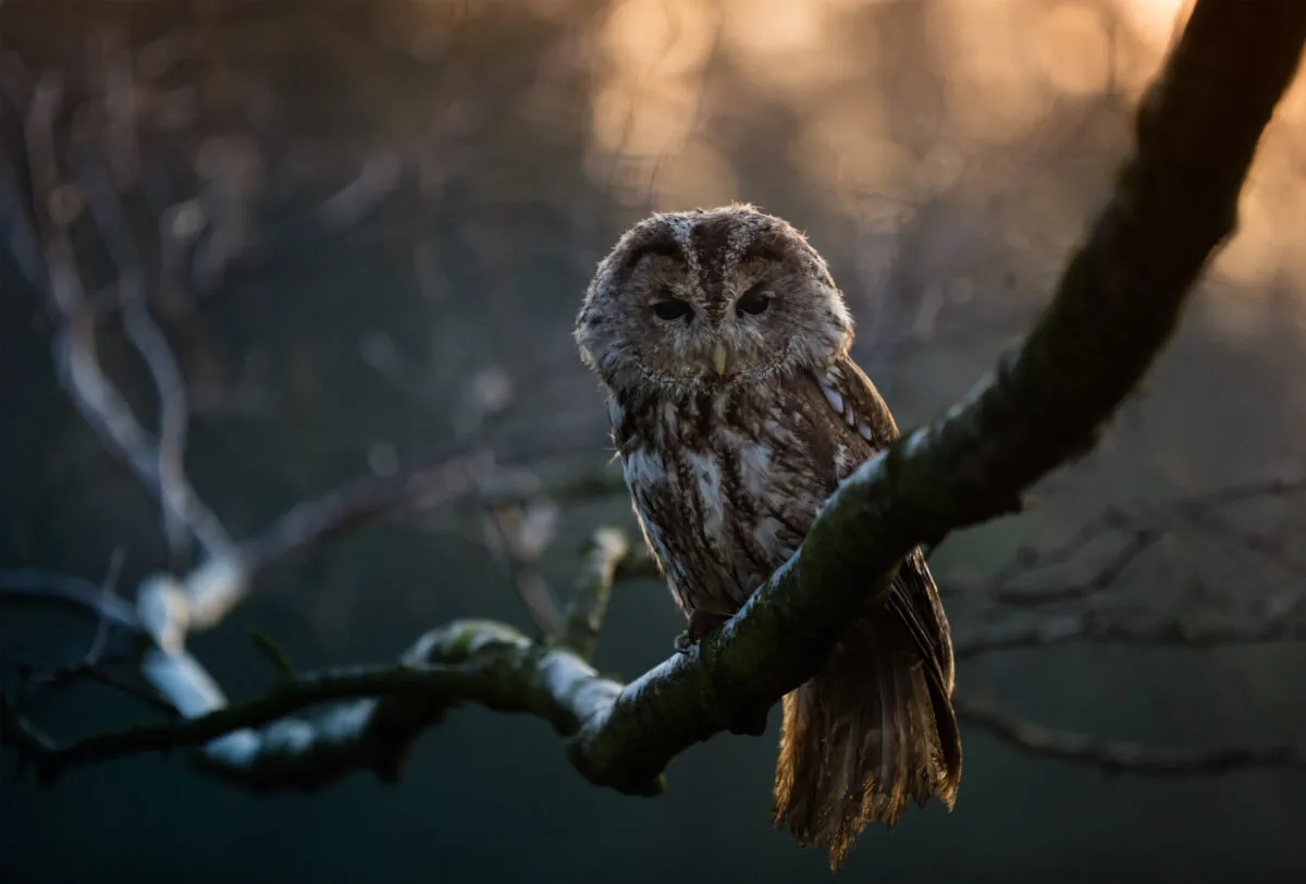 During stargazing sessions in the countryside, keep your ears as well as your eyes open, and you may hear the call of wildlife like tawny owls. Credit: Kesu01 / Getty Images