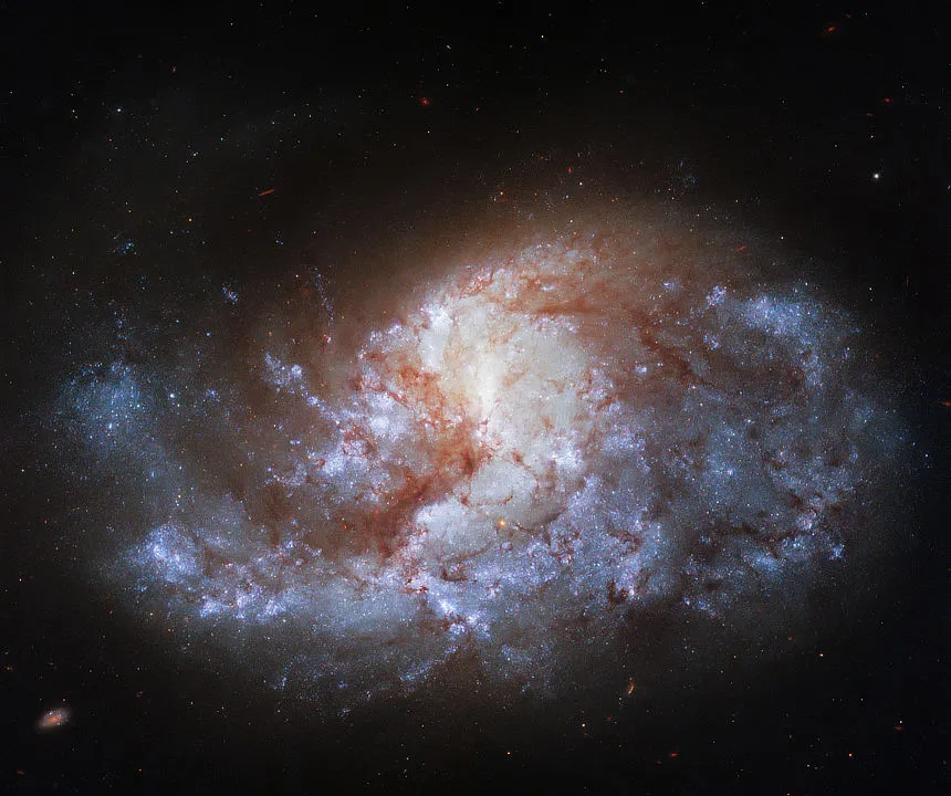 Spiral galaxy NGC 1385 in Fornax Hubble Space Telescope, 16 August 2021 IMAGE CREDIT: ESA/Hubble & NASA, J. Lee and the PHANGS-HST Team